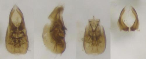 Thinodromus arcuatus